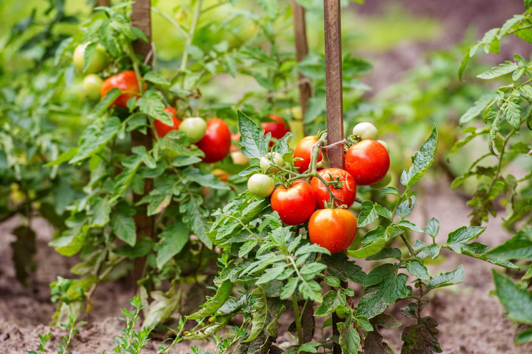 10 Tips on how to save money by growing outstanding tomatoes on your backyard