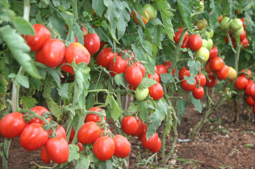 Farming guide on Ansal F1 tomato and its varieties, Hybrids and all care needed